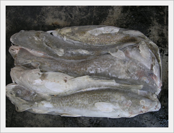 Longline Caught Cod Whole Round Made in Korea